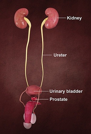  Blood In The Urine (Hematuria)  