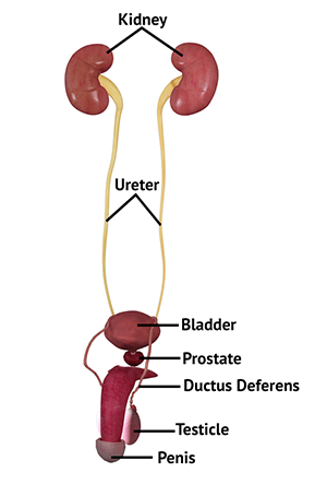 Male Urinary Anatomy